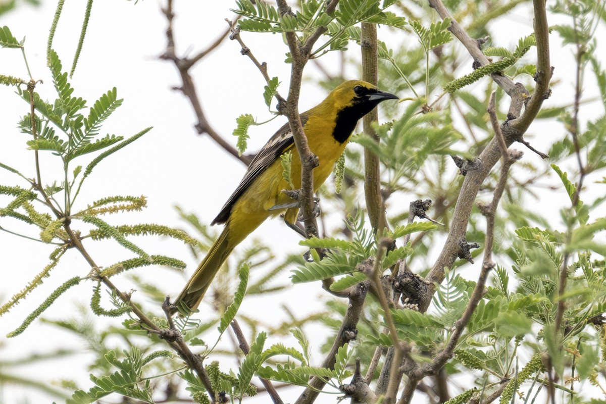 Hooded Oriole (nelsoni Group) - ML620089503