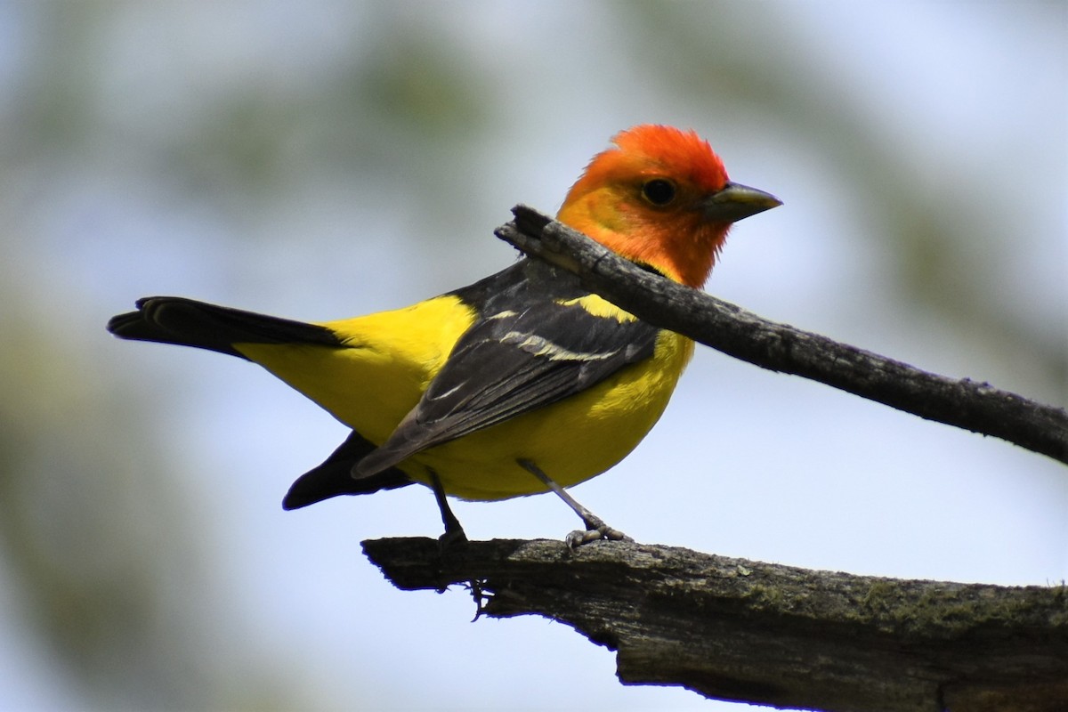 Western Tanager - ML620089510