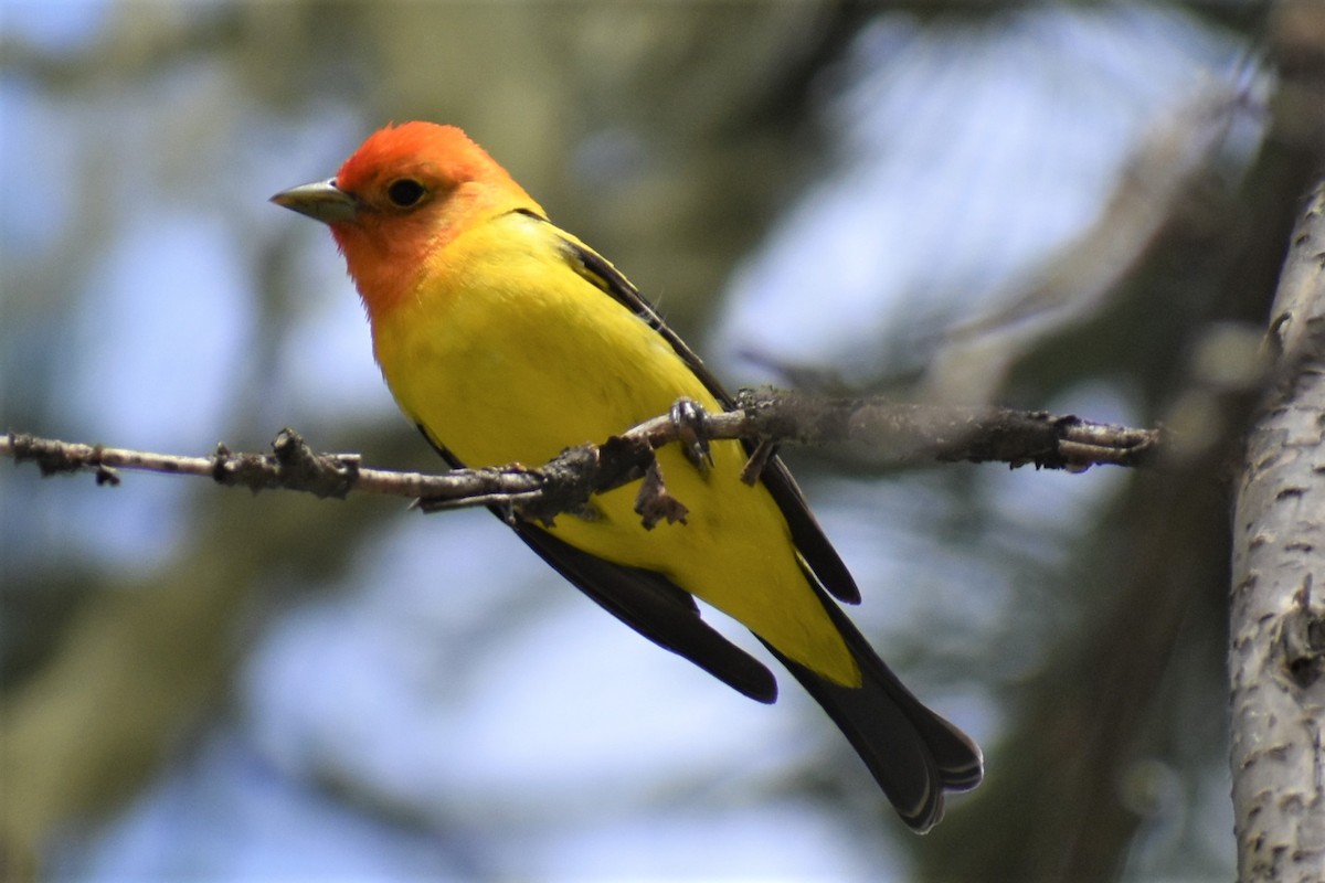 Western Tanager - ML620089513