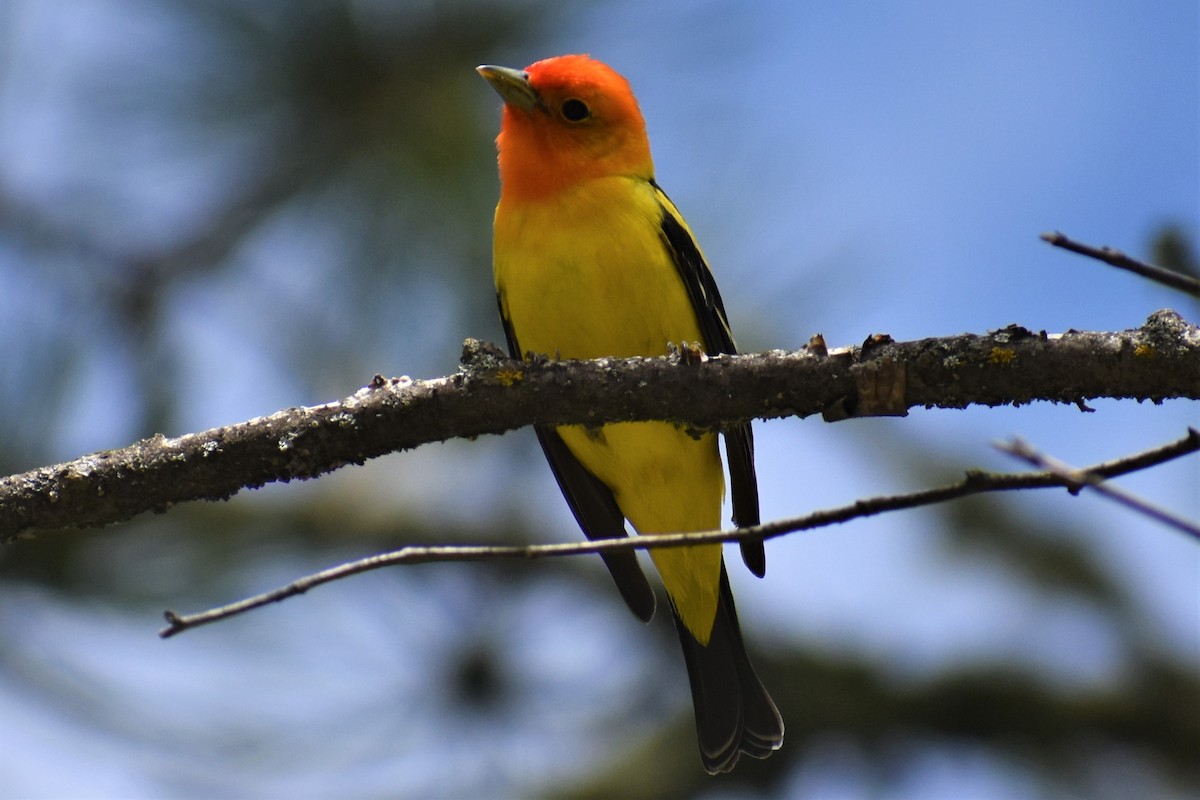 Western Tanager - ML620089517