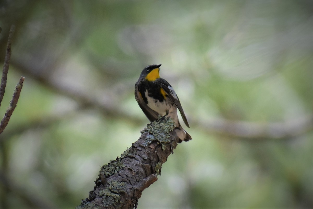Yellow-rumped Warbler (Audubon's) - ML620089519