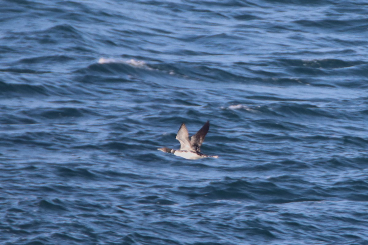 Common Loon - ML620089531