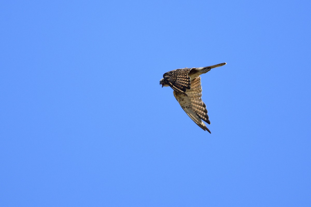 Brown Falcon - ML620089537