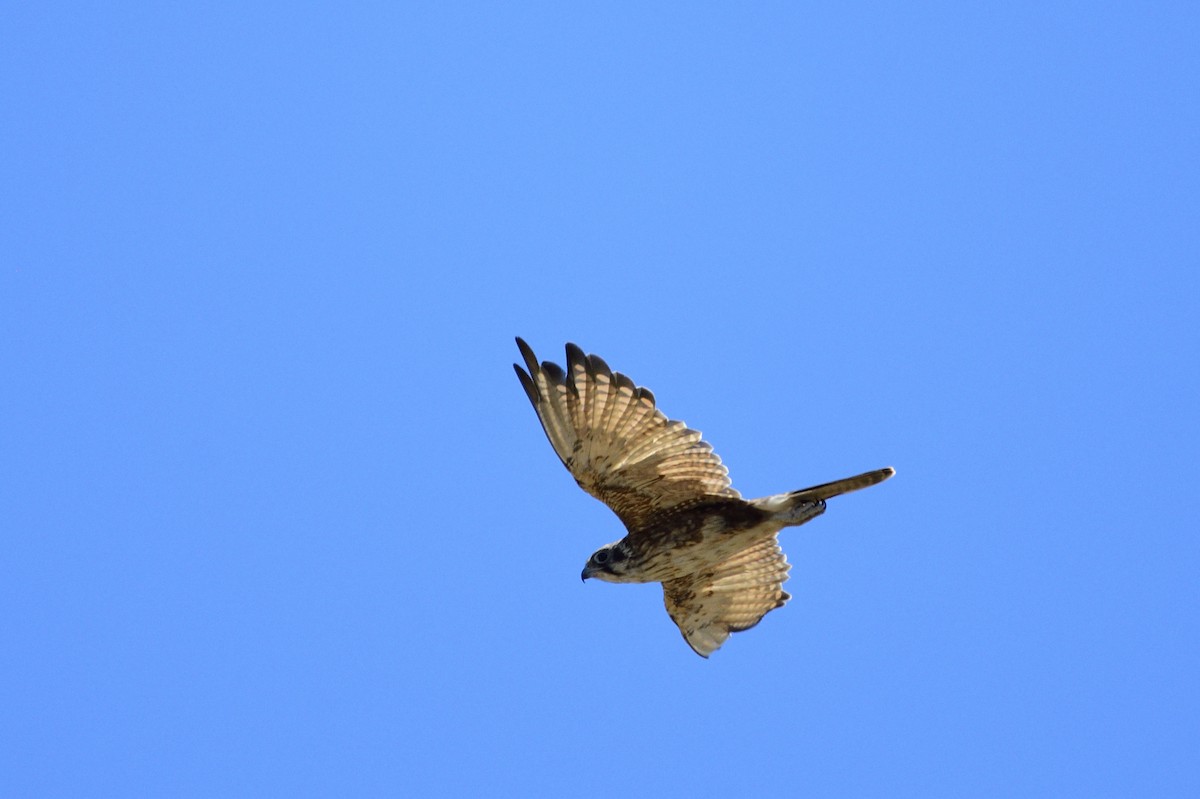 Brown Falcon - ML620089539