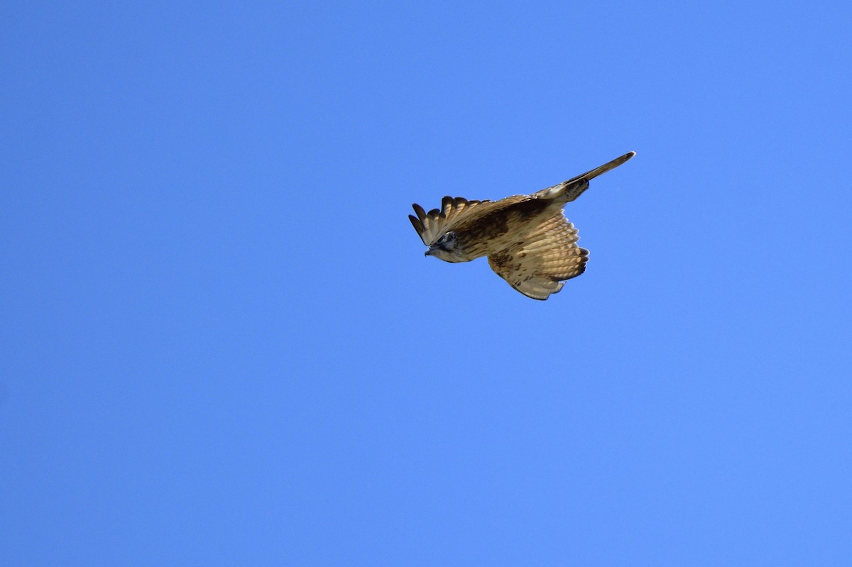 Brown Falcon - ML620089548