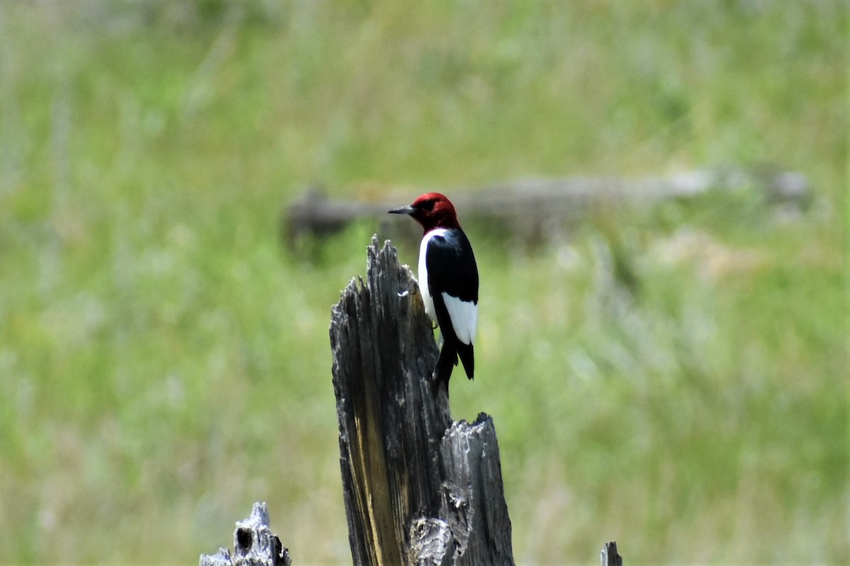 Red-headed Woodpecker - ML620089552