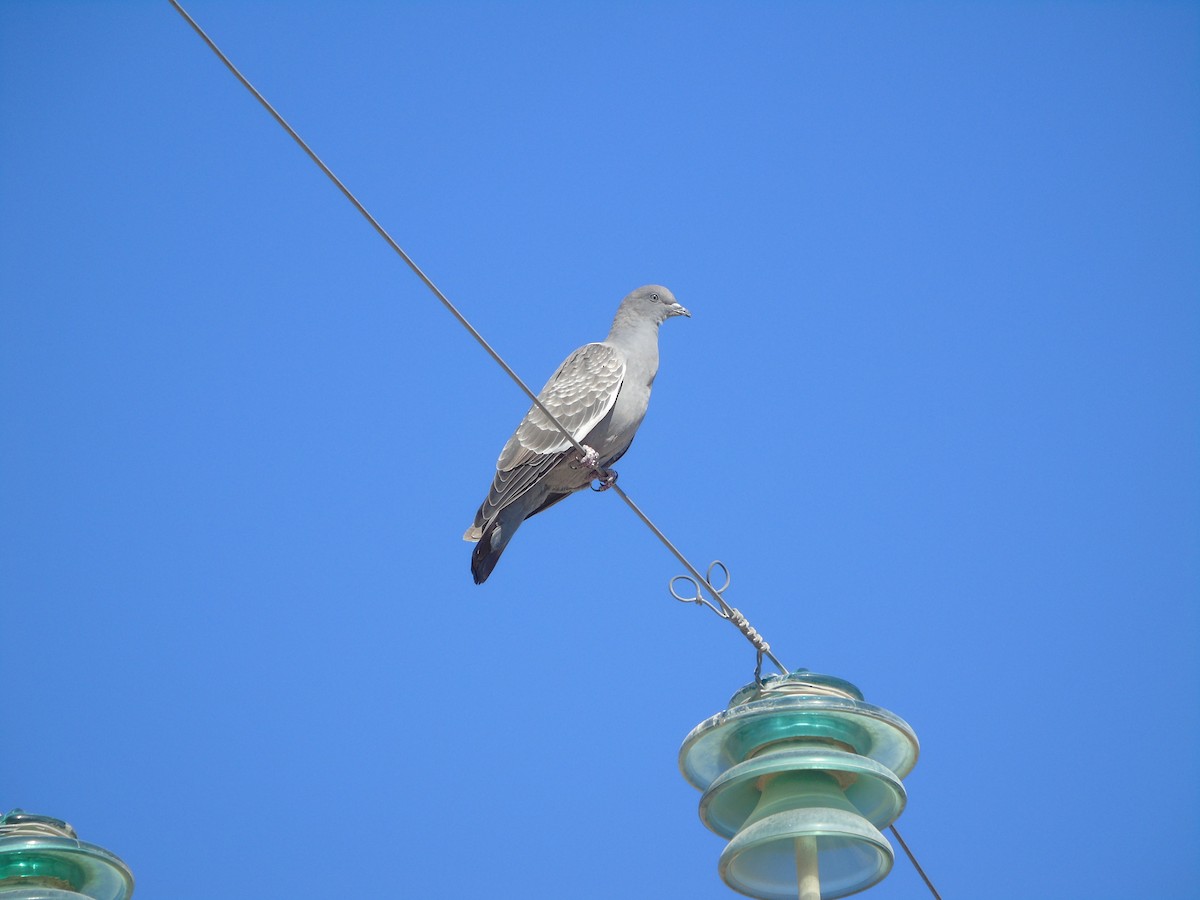 Spot-winged Pigeon - ML620089559