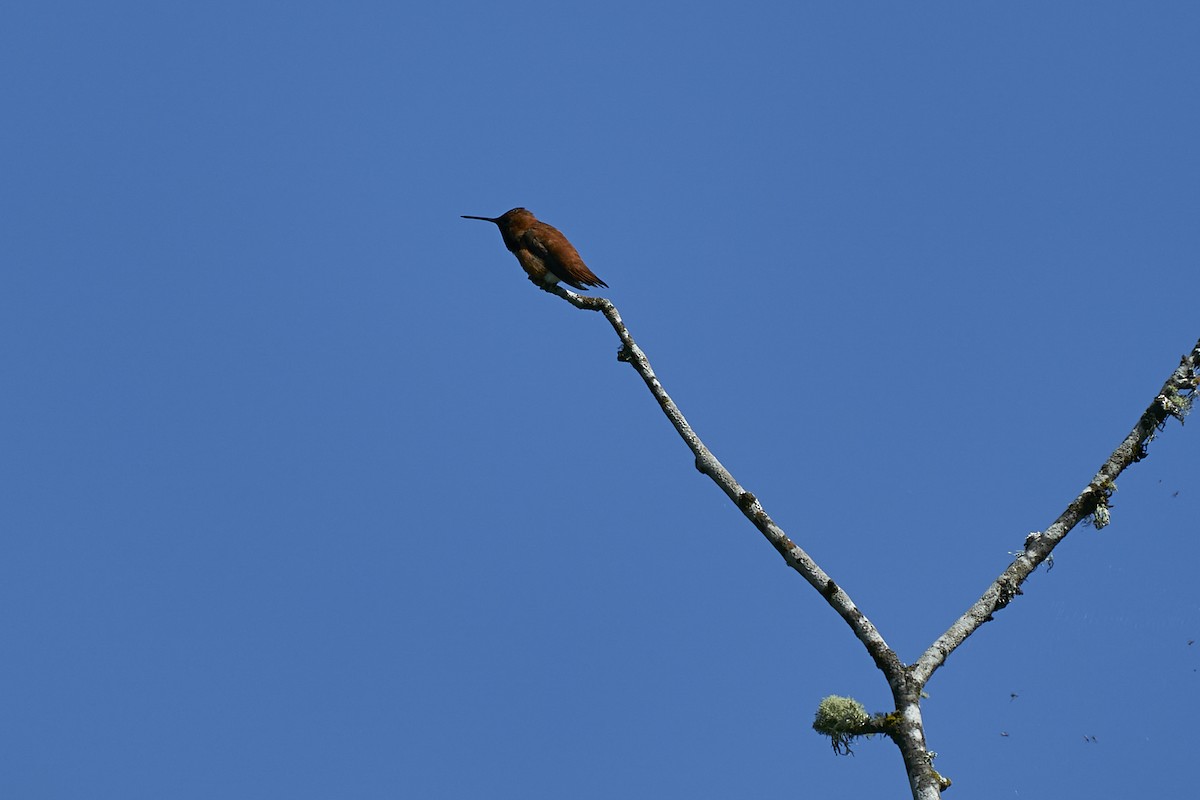 Rufous Hummingbird - ML620089569