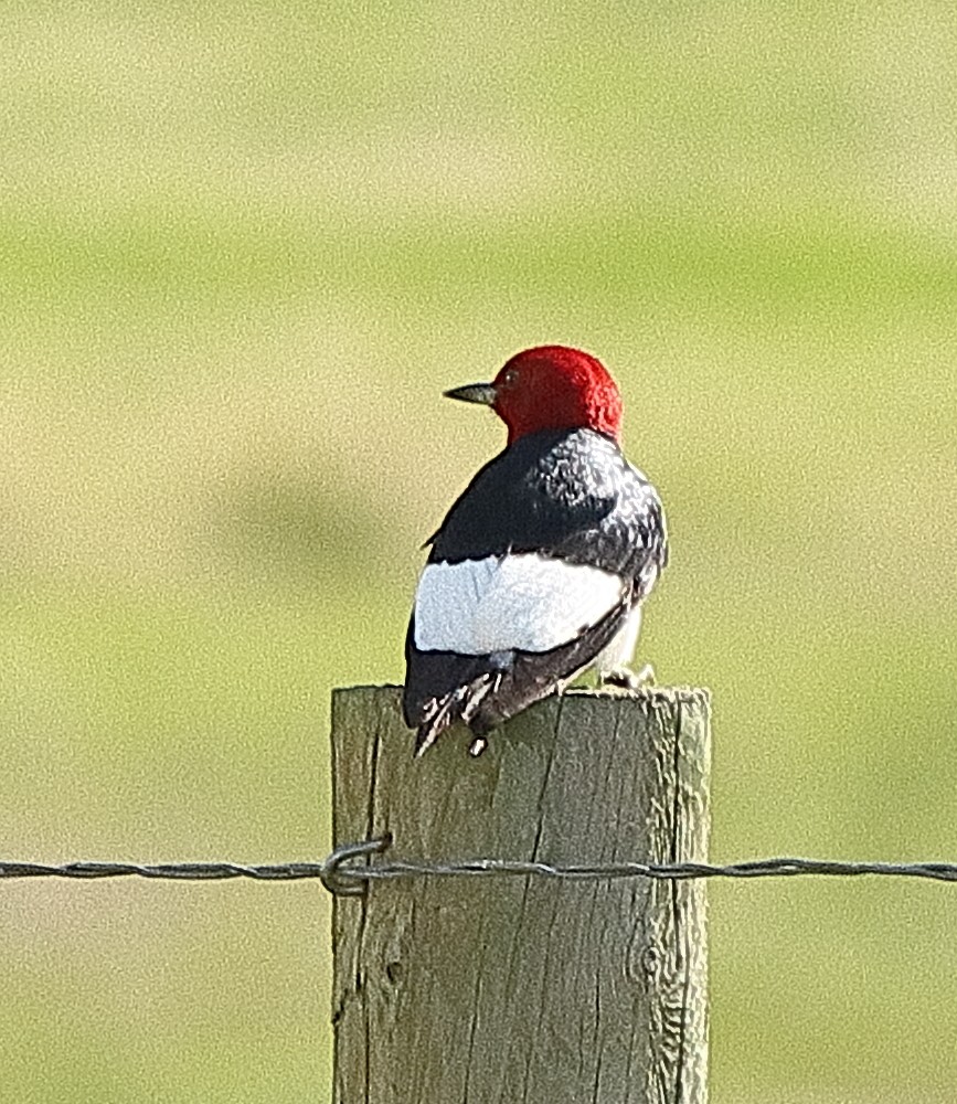 Red-headed Woodpecker - ML620089572