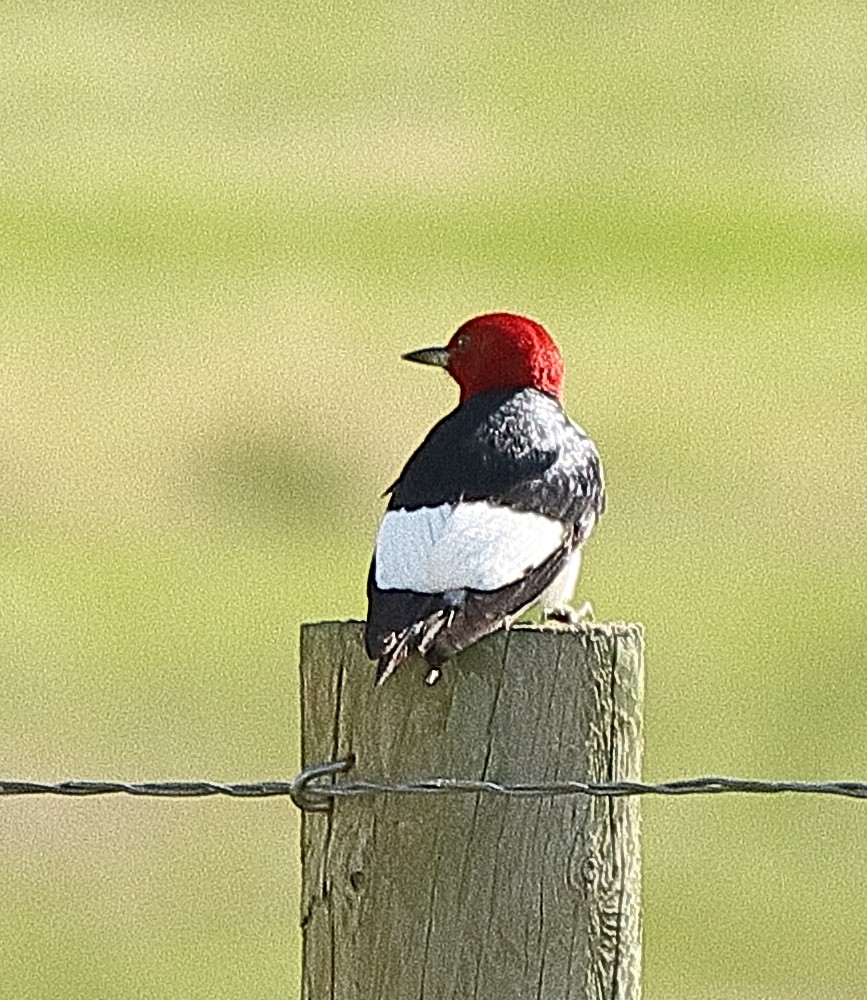 Pic à tête rouge - ML620089572