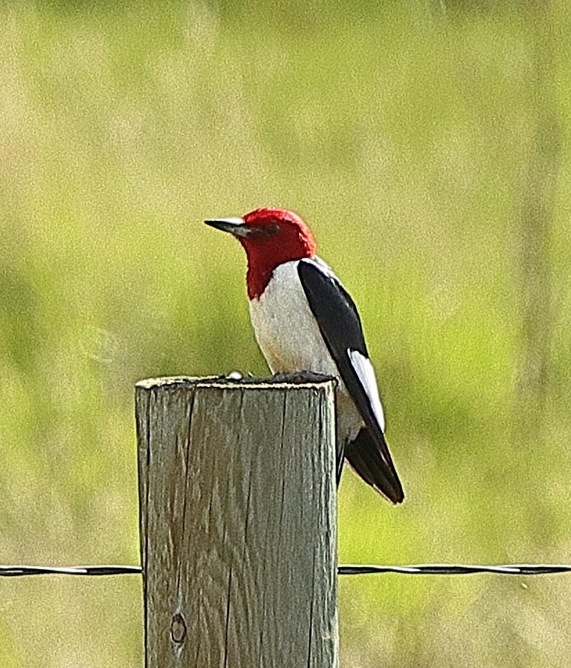 Pic à tête rouge - ML620089573