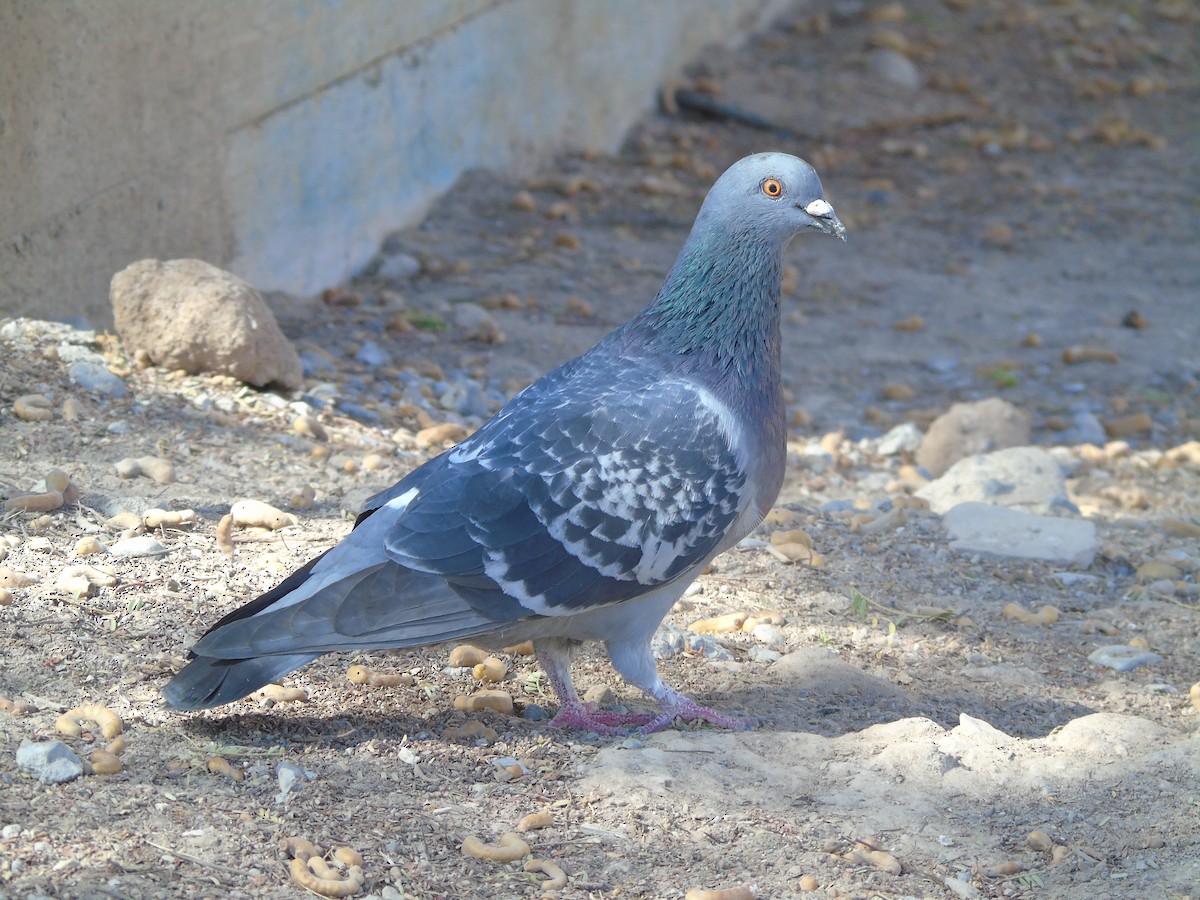 Rock Pigeon (Feral Pigeon) - ML620089589