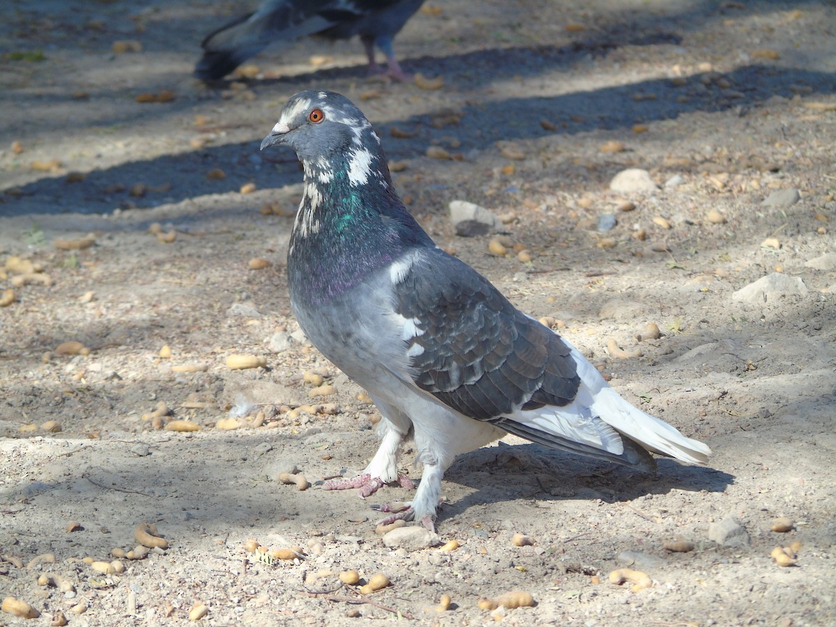 Rock Pigeon (Feral Pigeon) - ML620089590