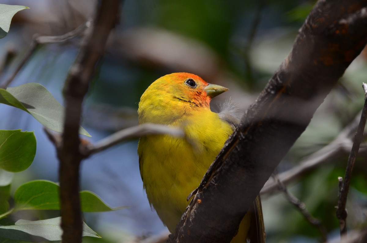 Western Tanager - ML620089594