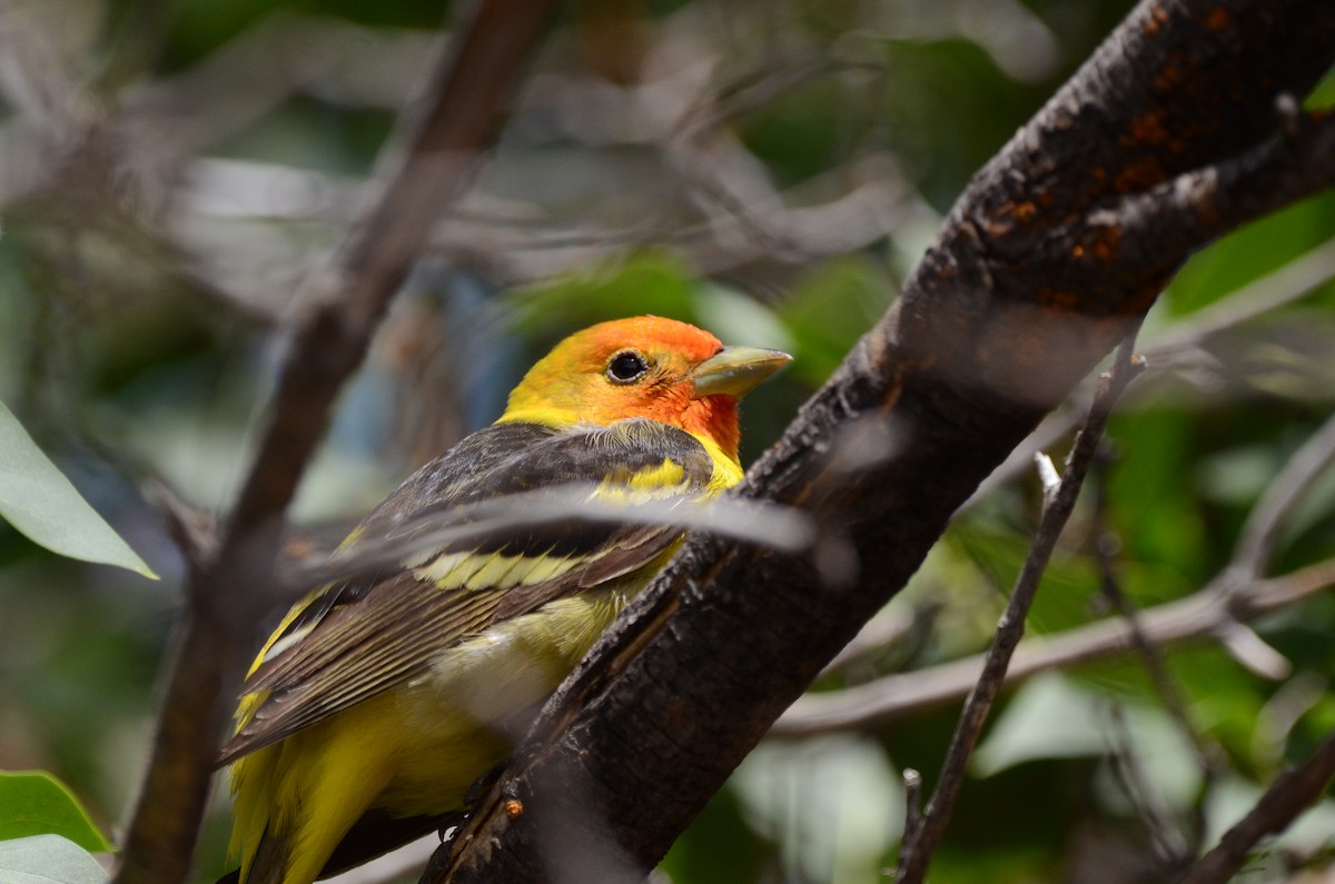 Western Tanager - ML620089601