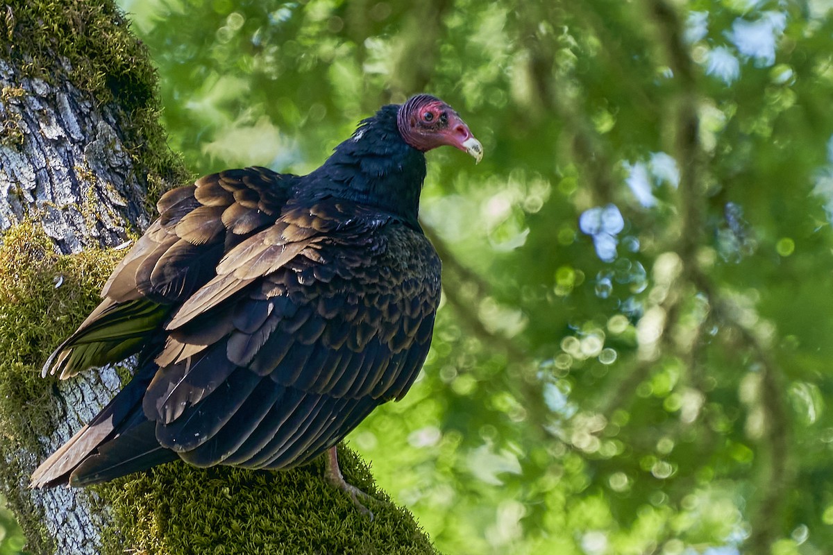 Turkey Vulture - ML620089602