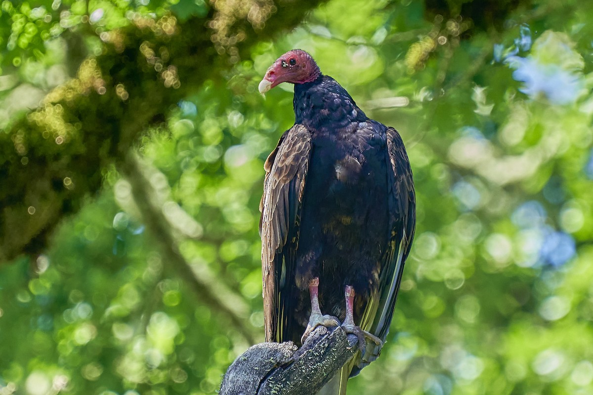 Turkey Vulture - ML620089604