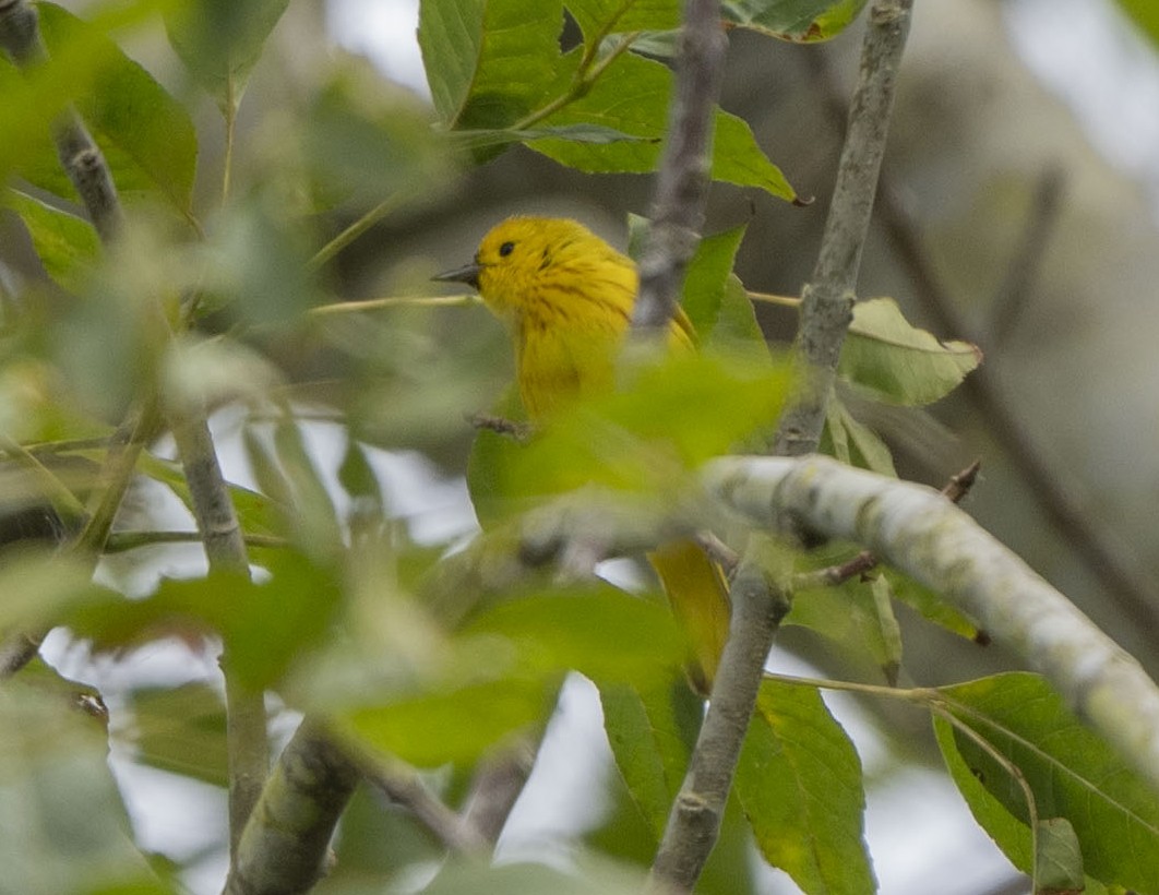Yellow Warbler - ML620089613