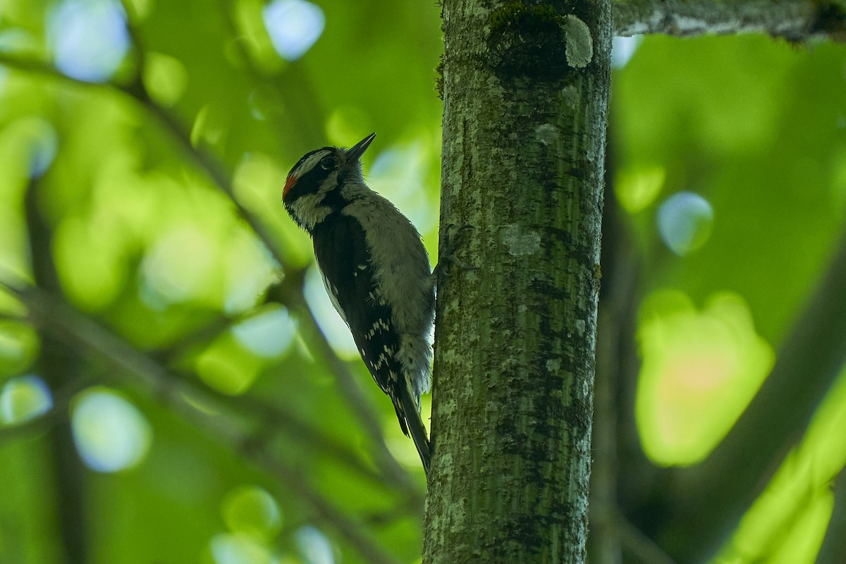 Downy Woodpecker - ML620089623