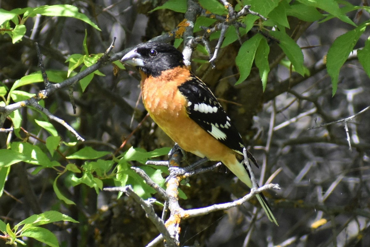 Black-headed Grosbeak - ML620089627