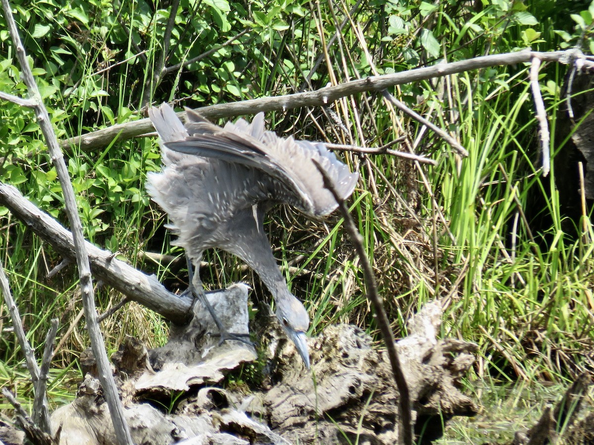 Yellow-crowned Night Heron - ML620089644