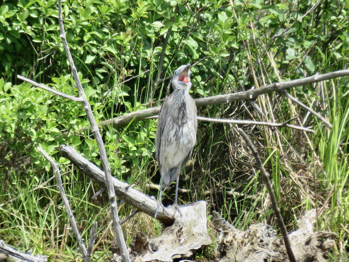 Yellow-crowned Night Heron - ML620089645