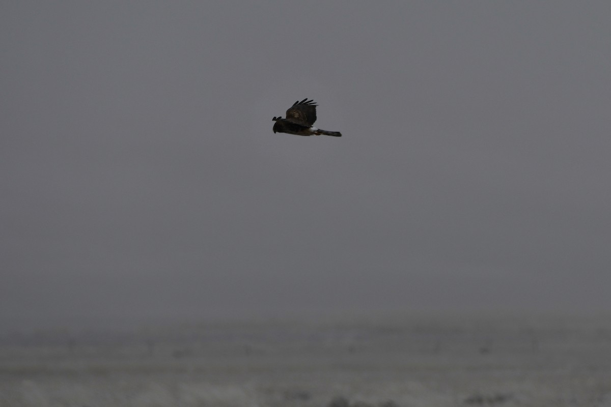 Northern Harrier - ML620089646