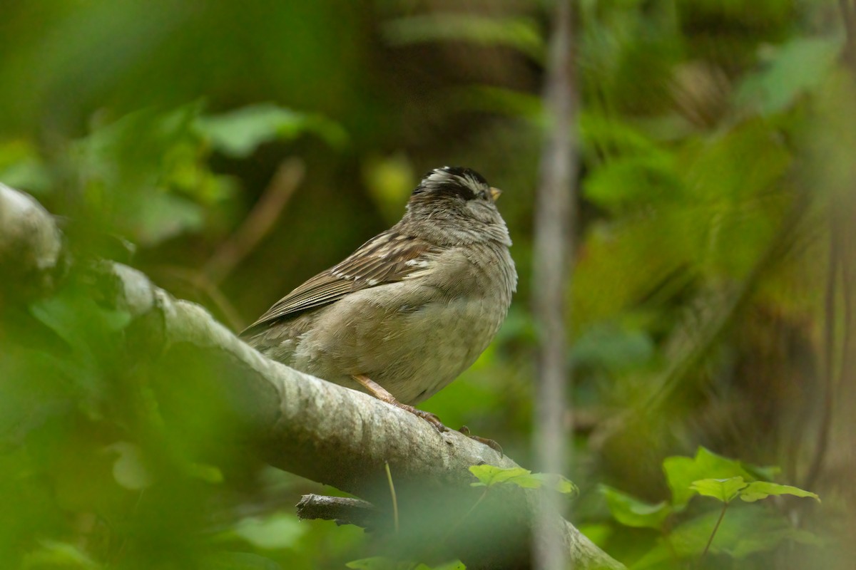 White-crowned Sparrow - ML620089663
