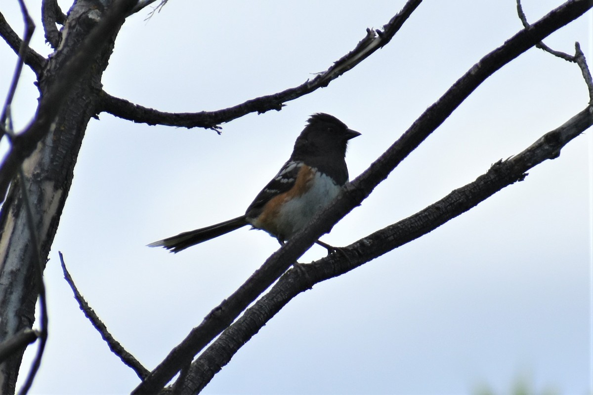 Spotted Towhee - ML620089665