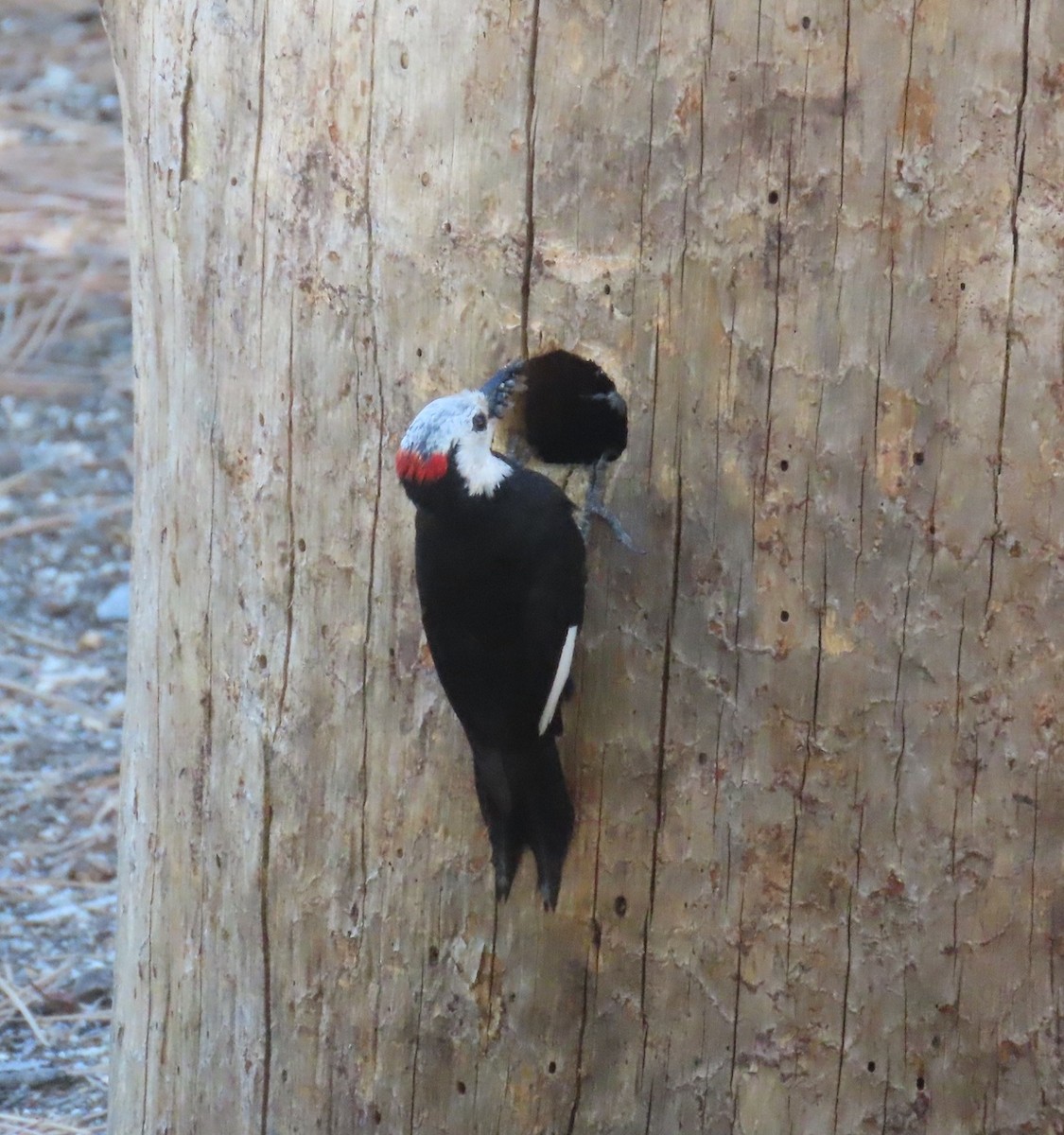 White-headed Woodpecker - ML620089669