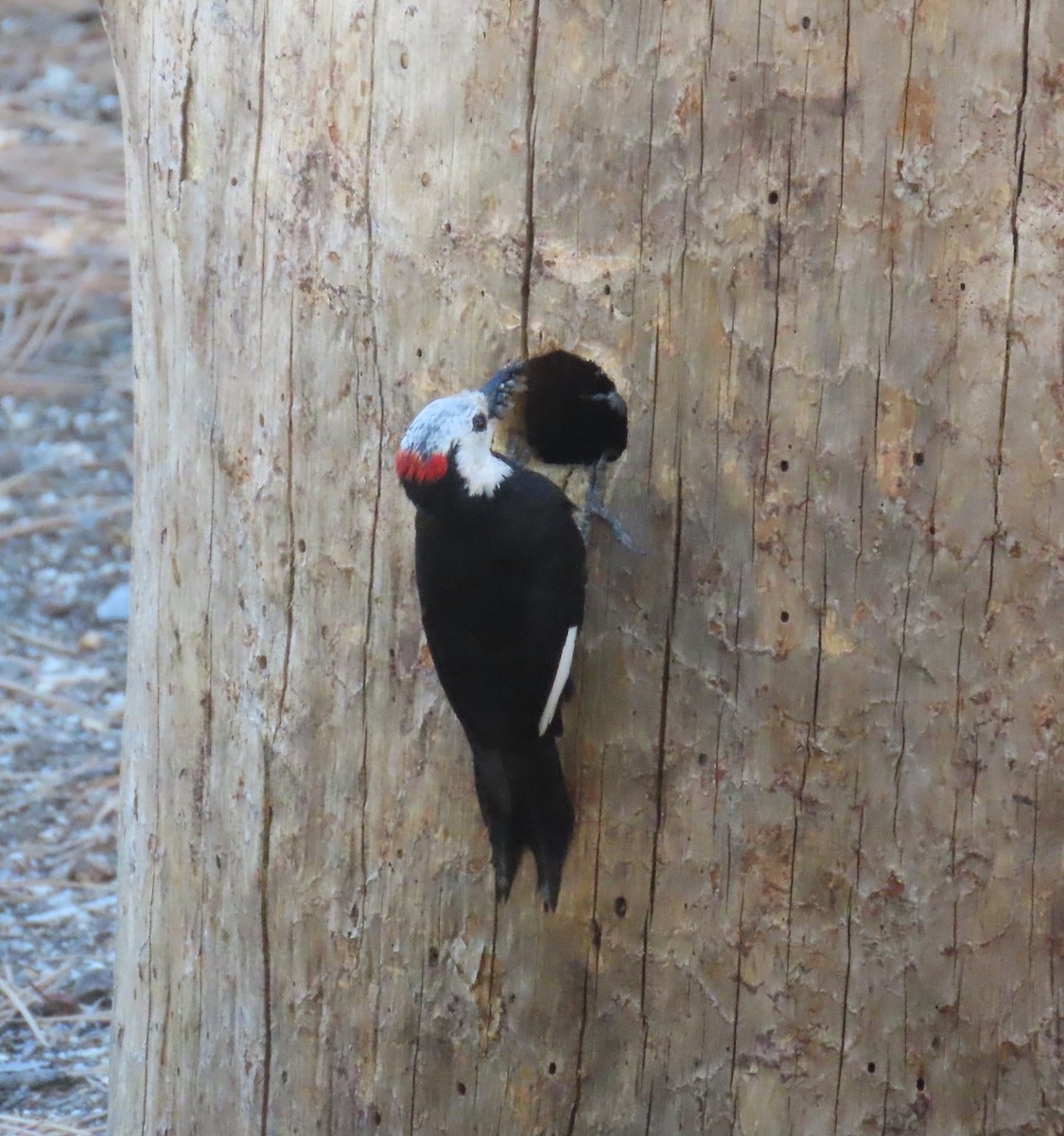 White-headed Woodpecker - Michael Long