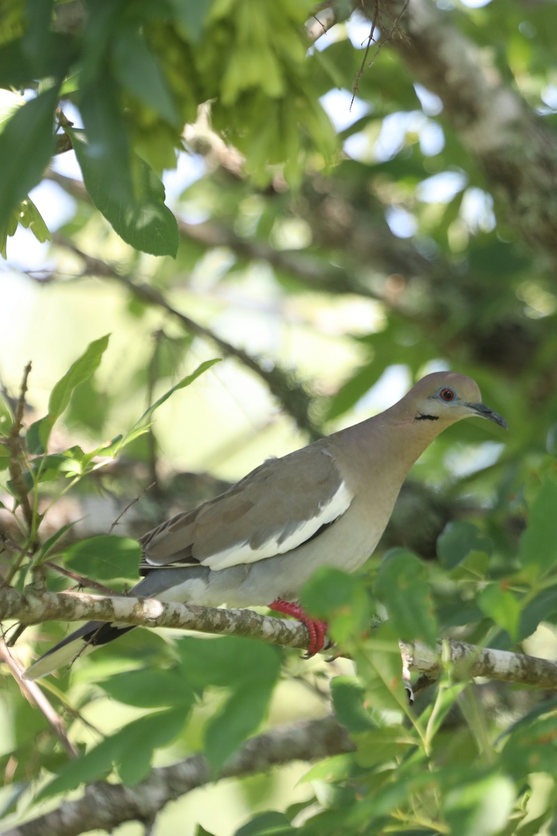 White-winged Dove - ML620089674