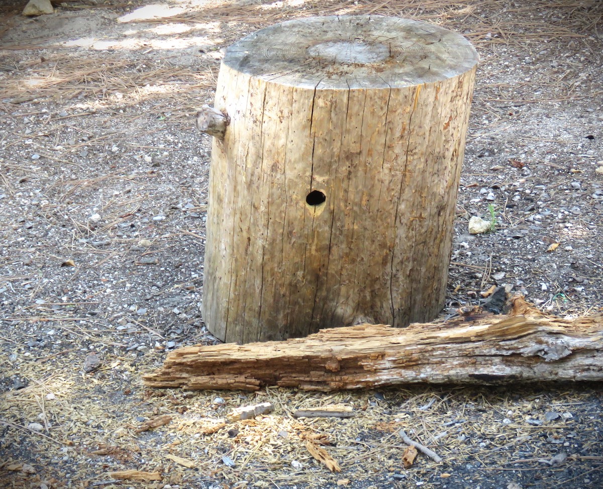 White-headed Woodpecker - ML620089682