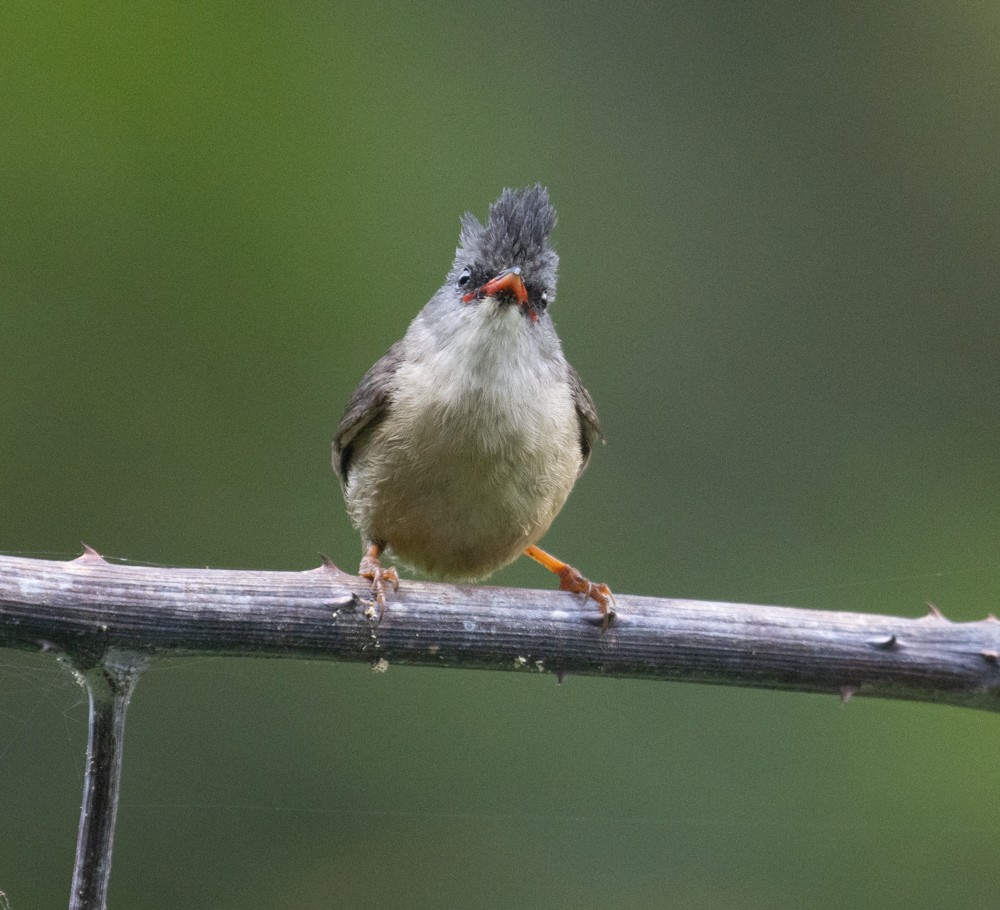 Yuhina Barbinegra - ML620089692