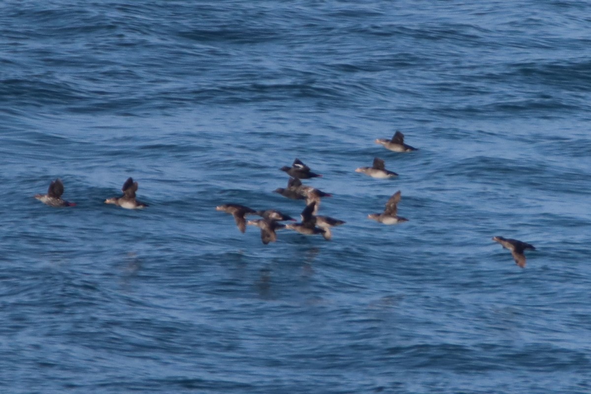 Rhinoceros Auklet - ML620089694