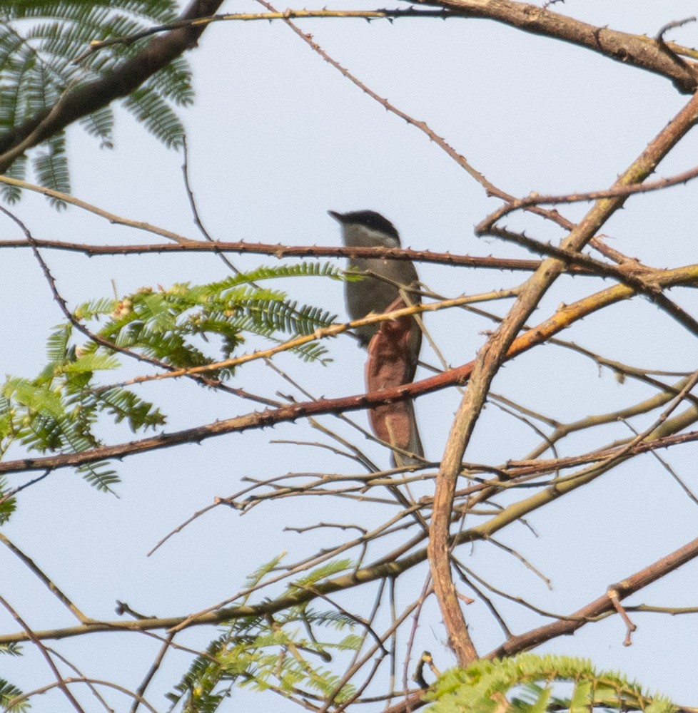 Bar-winged Flycatcher-shrike - ML620089698