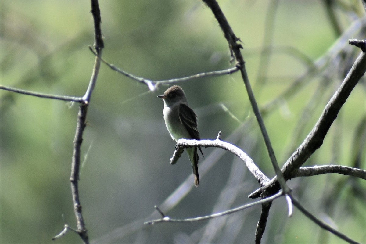 חטפית Empidonax בלתי-מזוהה - ML620089702