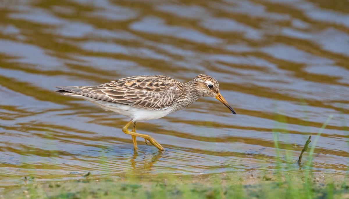 Pectoral Sandpiper - ML620089725