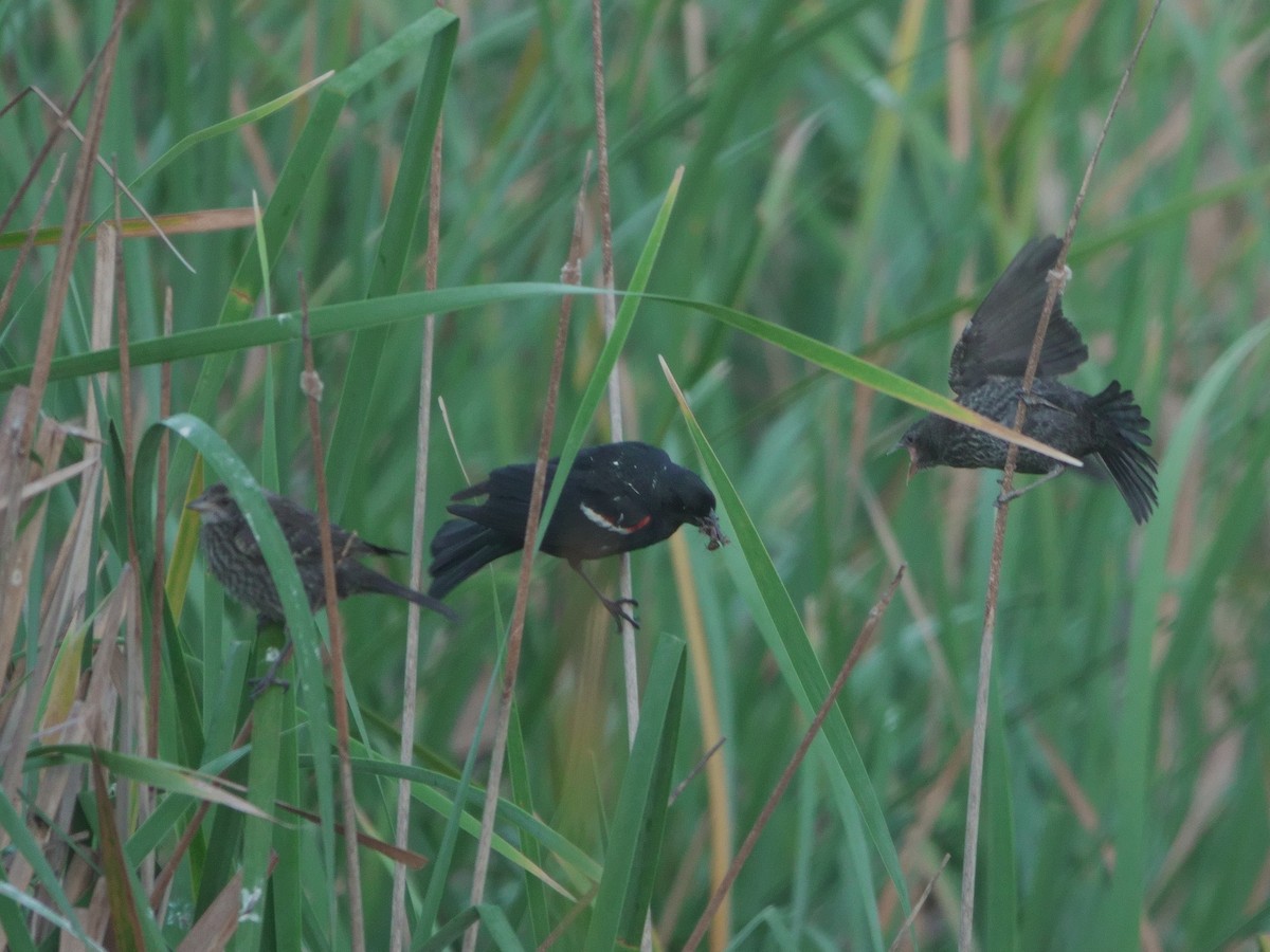 Tricolored Blackbird - ML620089726