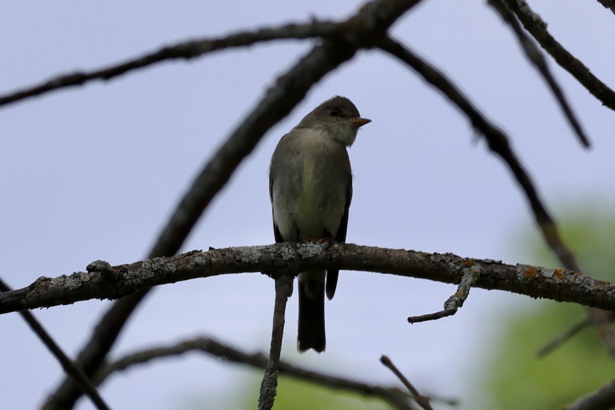 Eastern Wood-Pewee - ML620089733