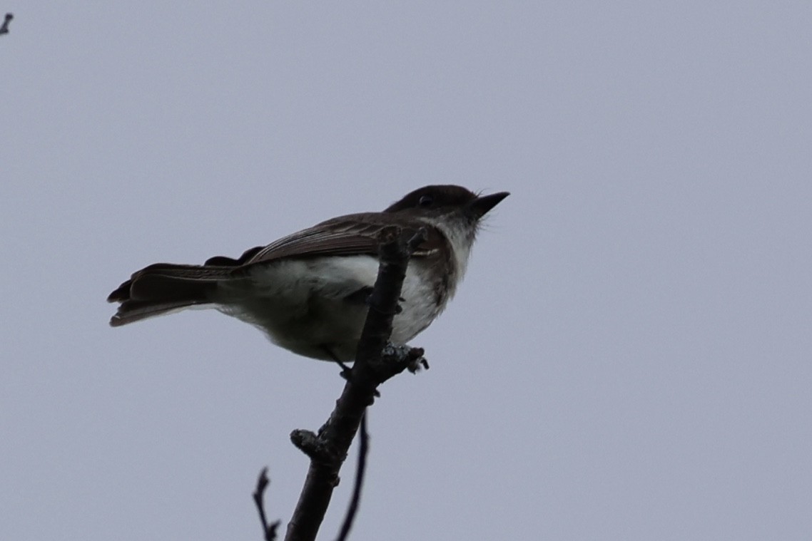 Eastern Phoebe - ML620089742