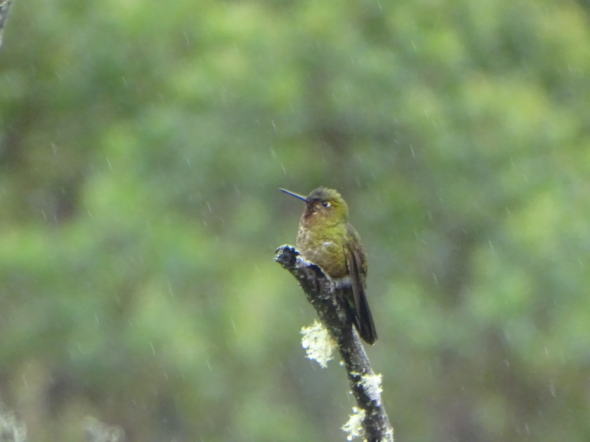kolibřík rudohrdlý - ML620089746