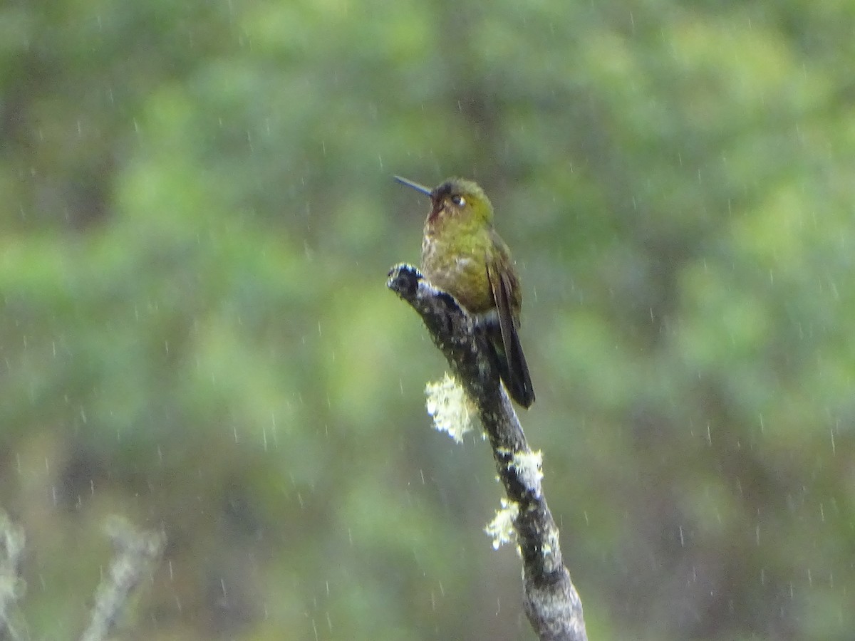 kolibřík rudohrdlý - ML620089747