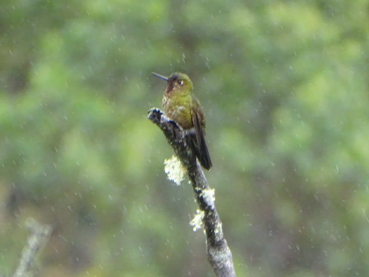 kolibřík rudohrdlý - ML620089749