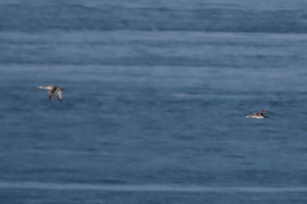 Red-throated Loon - ML620089759