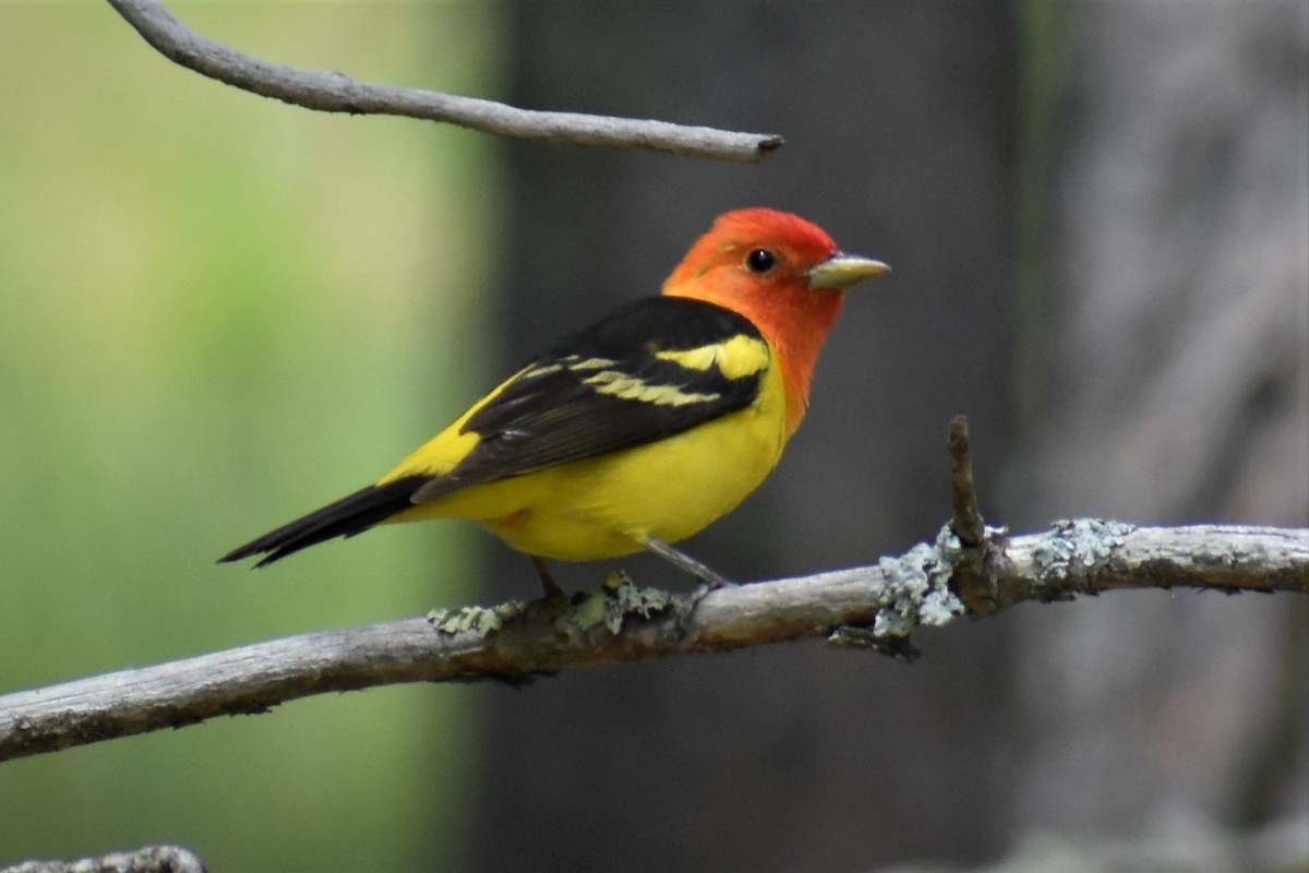 Western Tanager - ML620089764