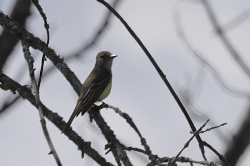 Great Crested Flycatcher - ML620089785