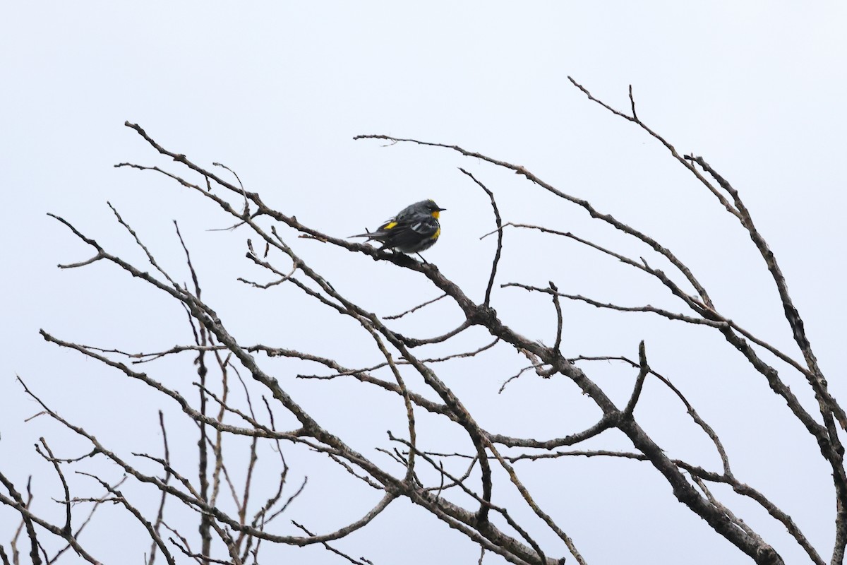 Yellow-rumped Warbler - ML620089791