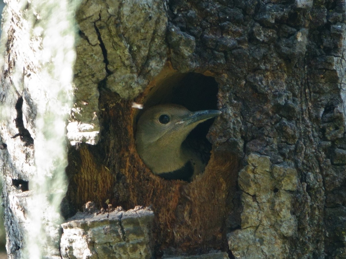 Northern Flicker - ML620089798