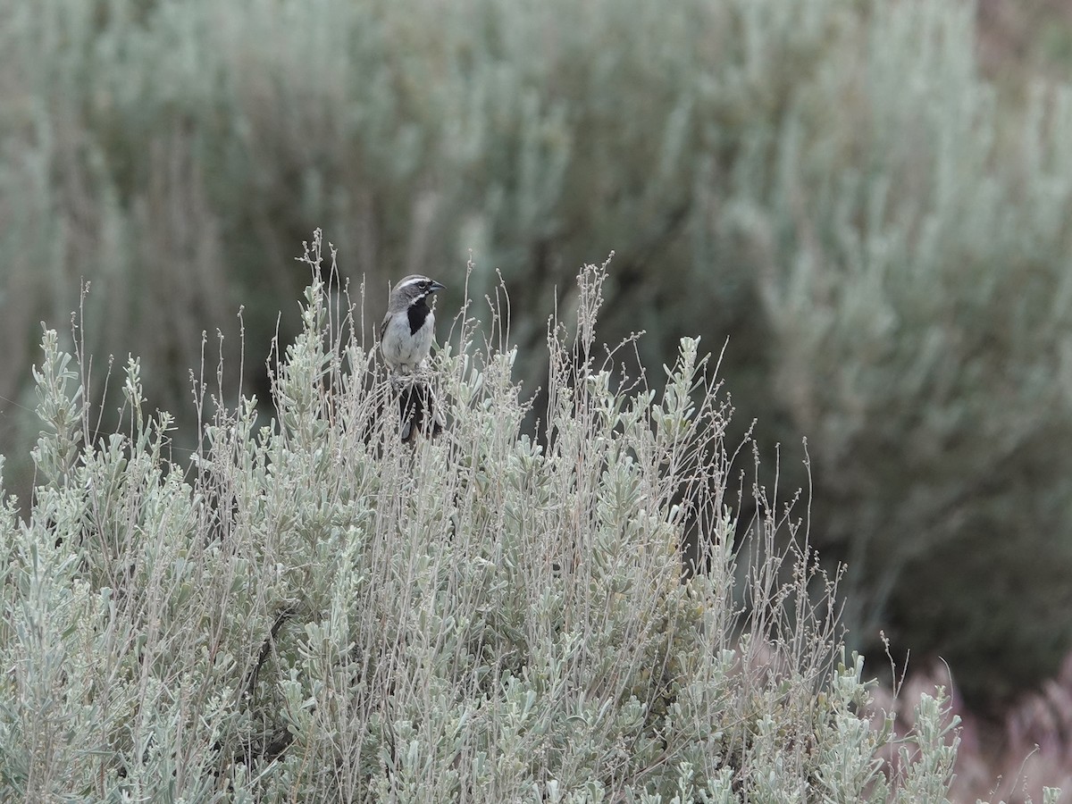 Black-throated Sparrow - ML620089834